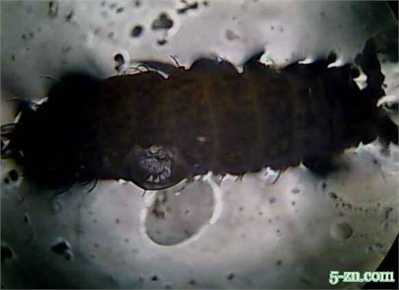 昆蟲-億昌菌業(yè).jpg 昆蟲-億昌菌業(yè).jpg