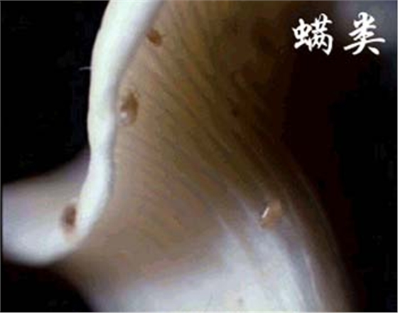 螨蟲-億昌菌業(yè).jpg 螨蟲-億昌菌業(yè).jpg