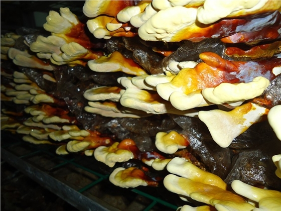 psb392.jpg psb392.jpg