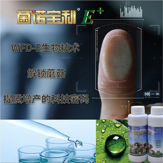 菌諾寶利E+：WFD-E生物技術(shù)，解鎖蘑菇提質(zhì)增產(chǎn)的科技密碼