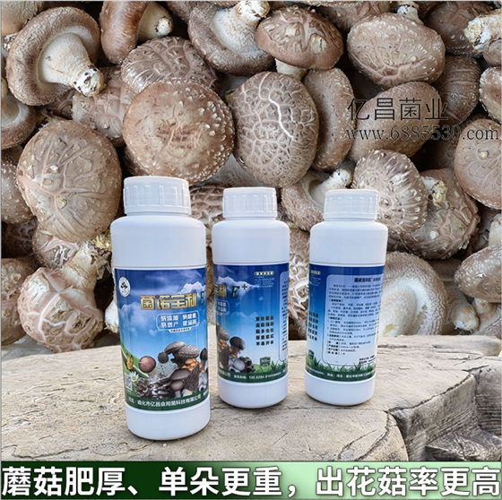 菌諾寶利E+：蘑菇肥厚、單朵更重，出花菇率更高