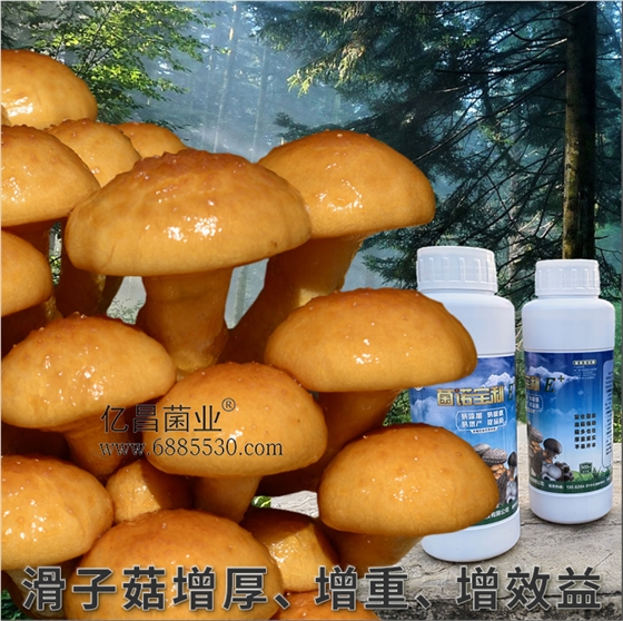 菌諾寶利E+：滑子菇增厚、增重、增效益