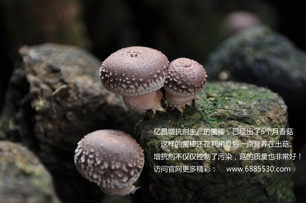 億昌增抗劑，解決香菇菌袋污染問(wèn)題