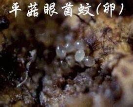 平菇蚊子-億昌菌業(yè).jpg 平菇蚊子-億昌菌業(yè).jpg