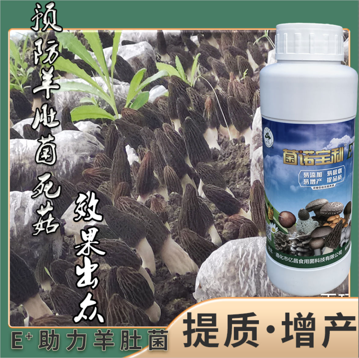 菌諾寶利E+：預(yù)防羊肚菌死菇，效果出眾