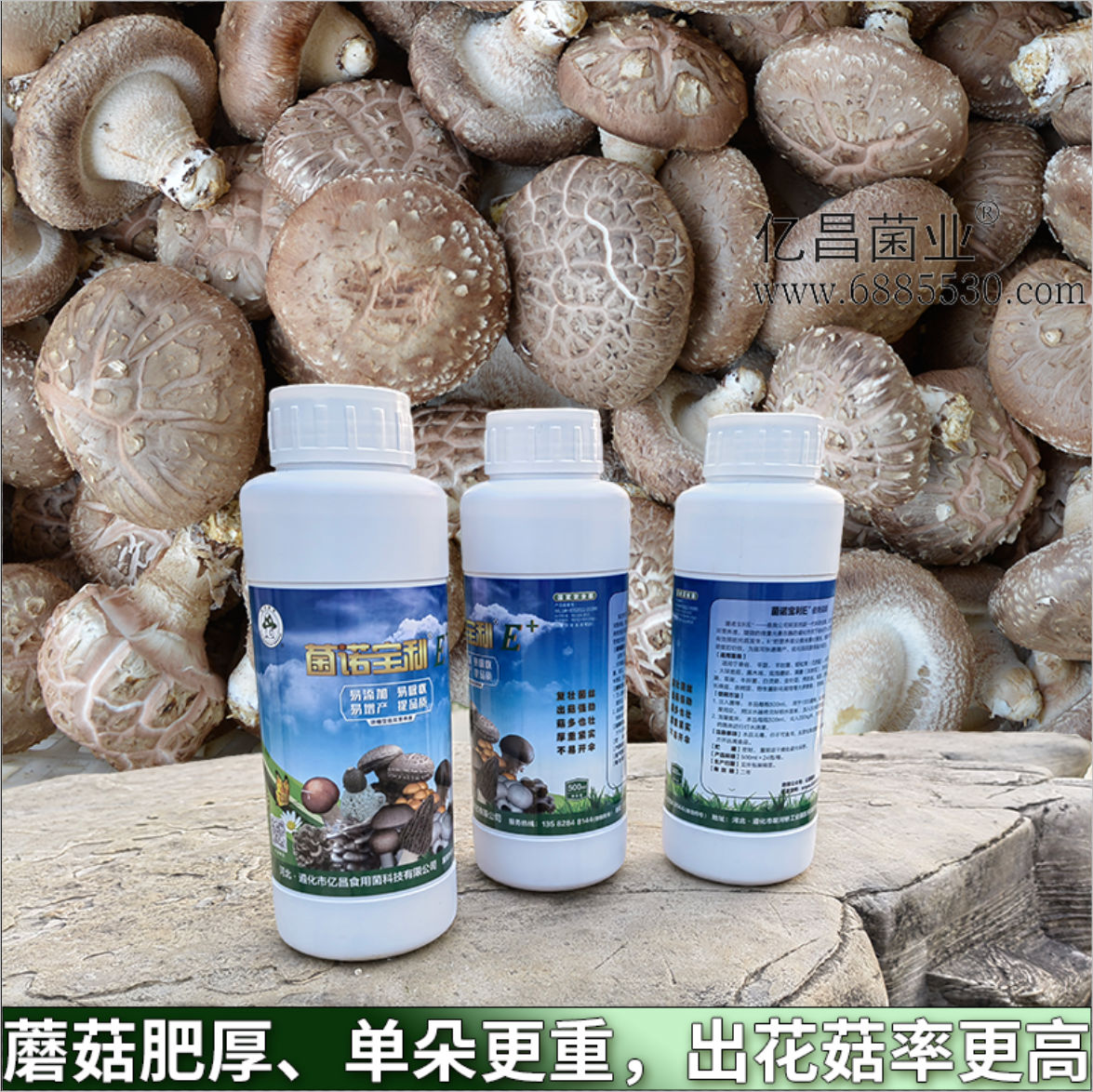 菌諾寶利E+：蘑菇肥厚、單朵更重，出花菇率更高