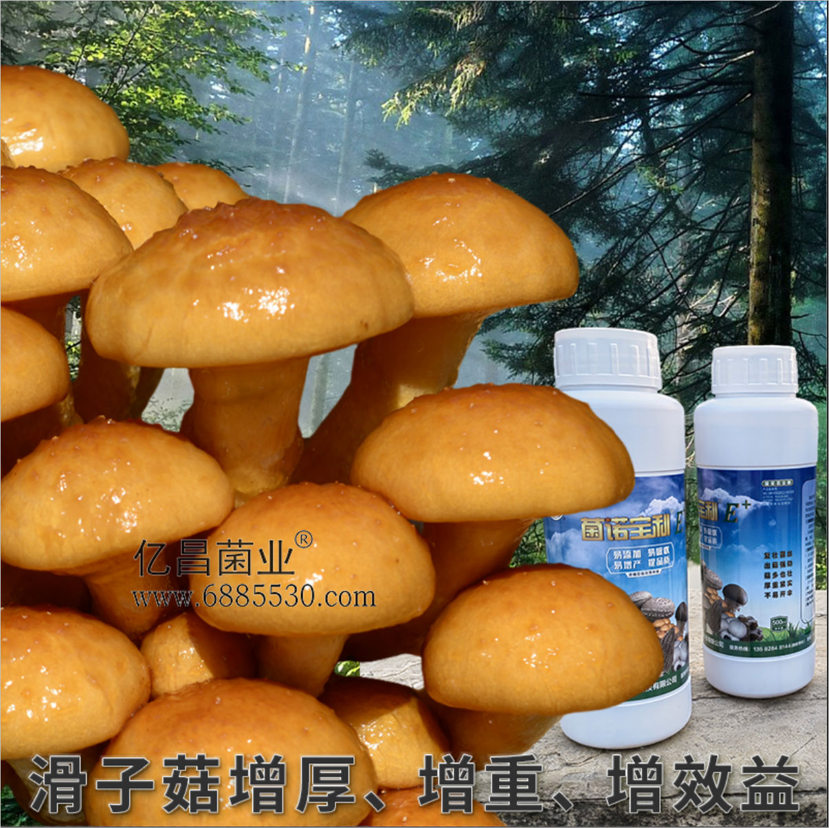 菌諾寶利E+：滑子菇增厚、增重、增效益