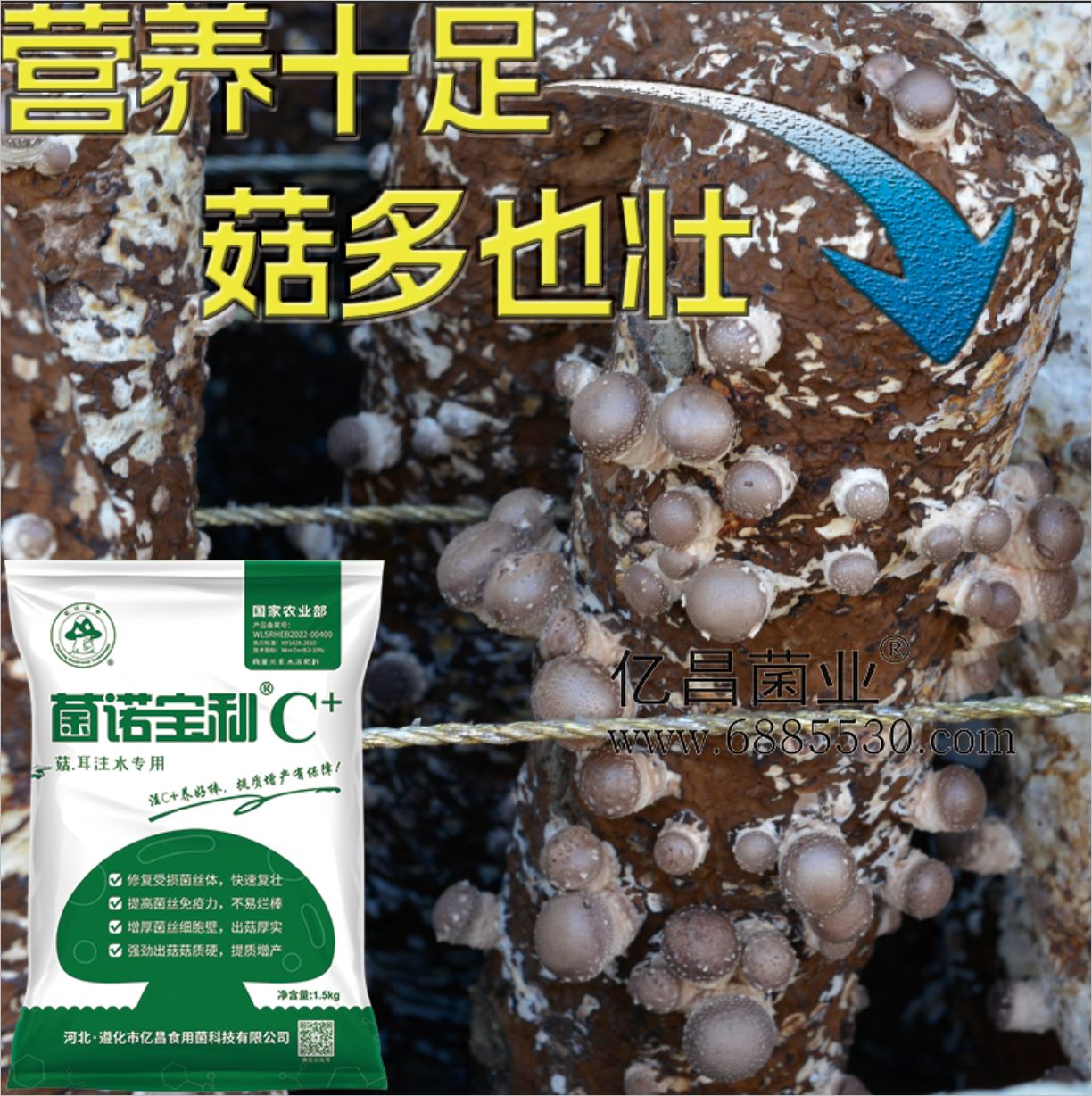 億昌菌業(yè)-注水C+（網(wǎng)頁(yè)版）PC-7）營(yíng)養(yǎng)十足，菇多也壯