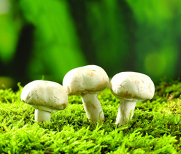 秋、冬季適宜栽培的菌類(lèi)