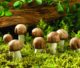 食用菌追肥注意事項(xiàng)