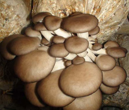 棉柴栽培平菇技術(shù)