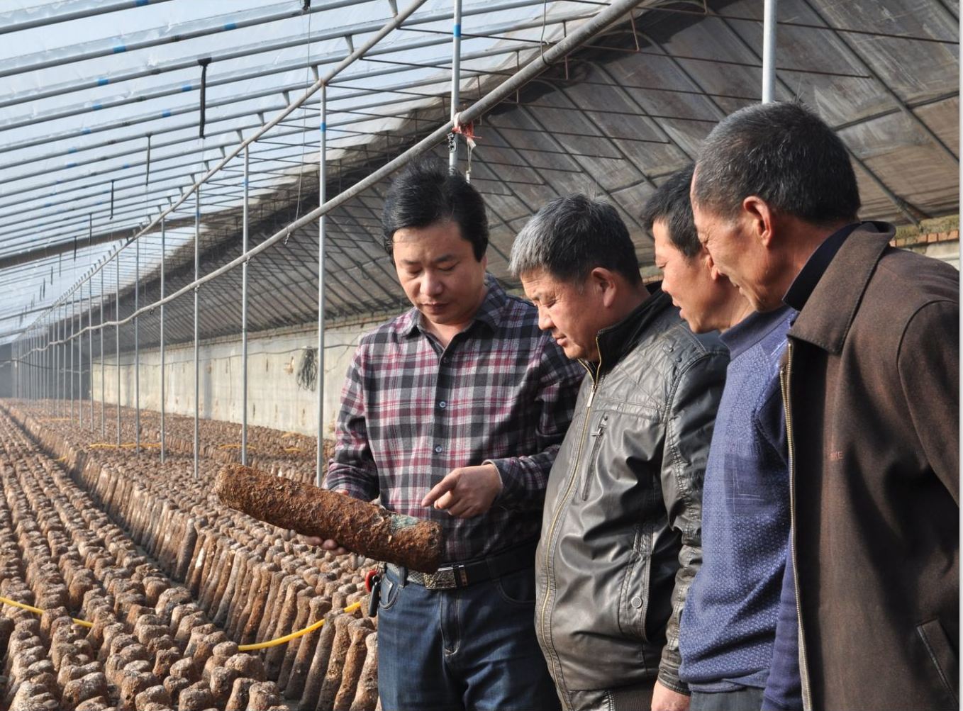 食用菌生產如何高效的控制污染二