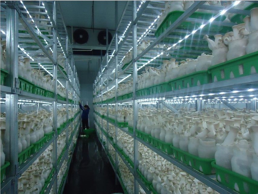 防止菇類(lèi)萎蔫癥八要點(diǎn)