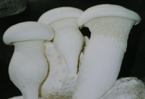 種植白靈菇產(chǎn)量低，不要著急！億昌菌業(yè)專家給您的6個(gè)建議