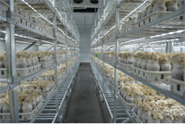 灰樹花生產(chǎn)基地