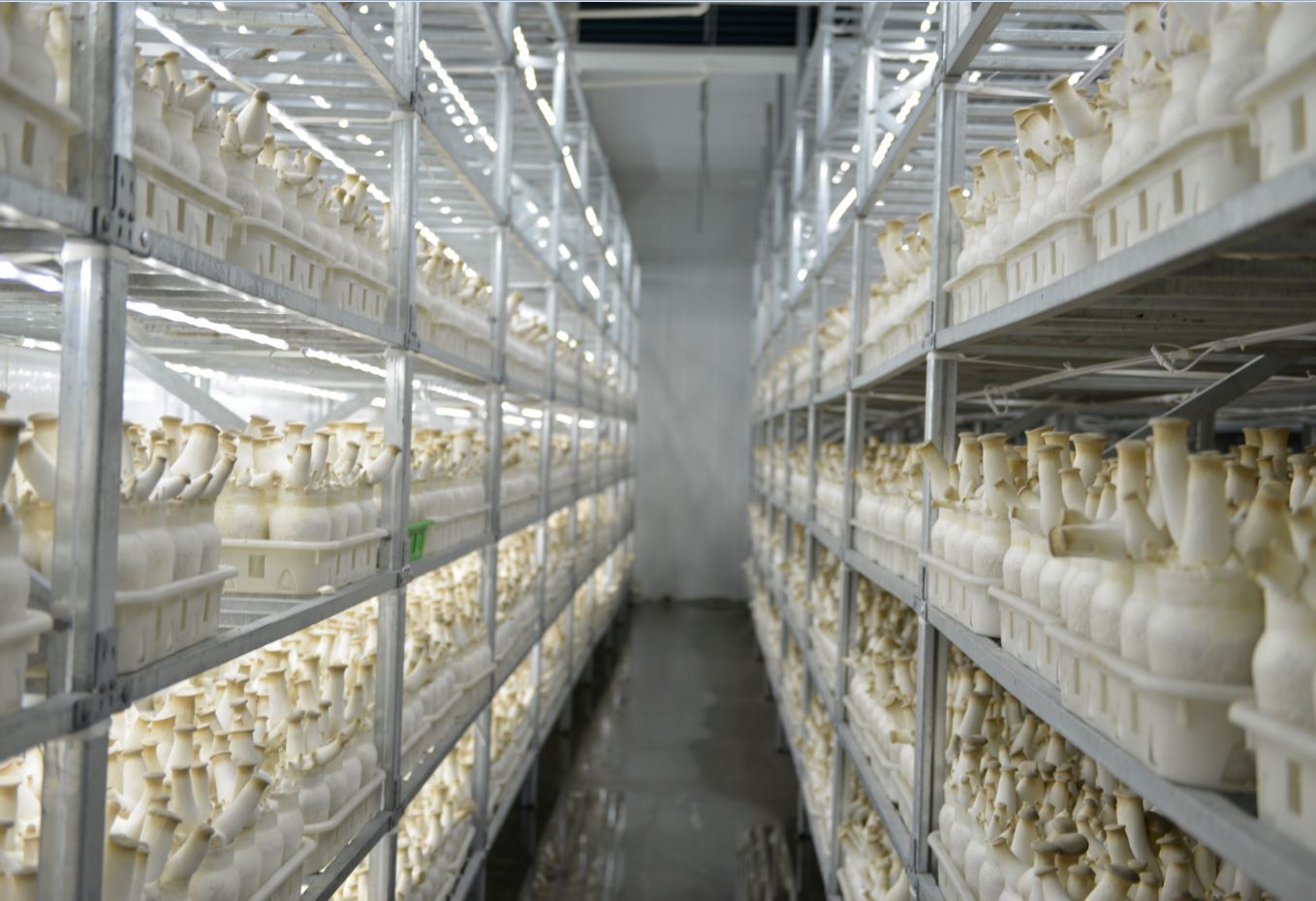 足不出戶學習食用菌種植技術—億昌菌業(yè)杏鮑菇種植篇（一）