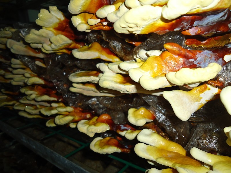 億昌菌業(yè)帶您走進(jìn)靈芝栽培的知識(shí)海洋（一）