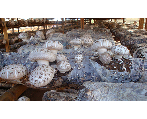 花菇提高產量和品質的方法—億昌菌業(yè)花菇篇