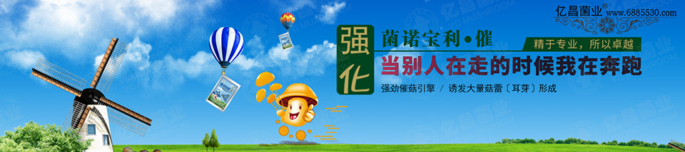 億昌催菇王——強(qiáng)勁催菇引擎，誘發(fā)大量菇蕾（耳芽）形成