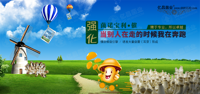 億昌催菇王——強(qiáng)勁催菇引擎，誘發(fā)大量菇蕾（耳芽）形成